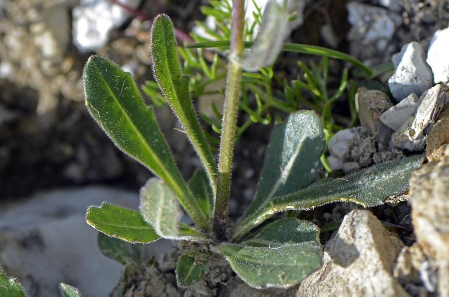 Fiore Alpino giallo - cfr. Biscutella laevigata